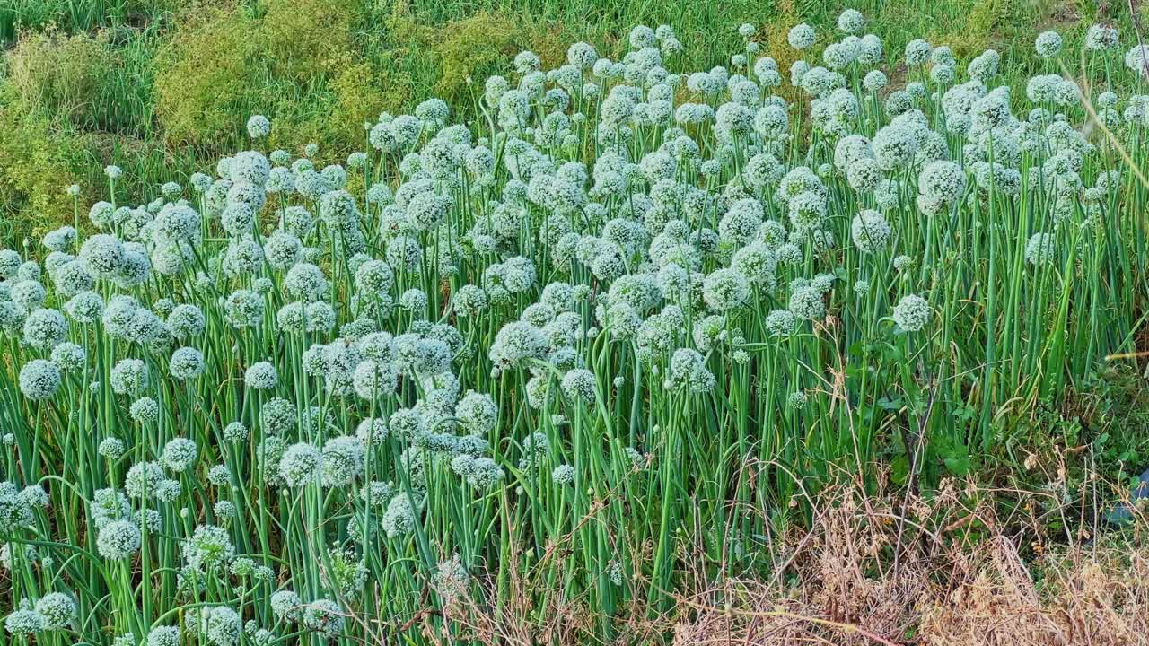 広角で捉えた、自然光が降り注ぐ畑一面に広がる玉ねぎの花々。緑の茎の上に丸い白い花が咲き誇り、密な質感の模様を形成している。