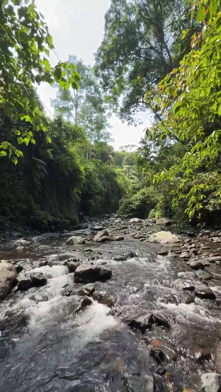 Fiume che scorre attraverso una rigogliosa foresta pluviale tropicale