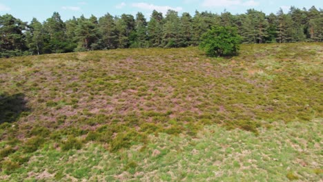 Luftaufnahme-über-Sonniger-Heide-In-De-Meinweg,-Niederlande