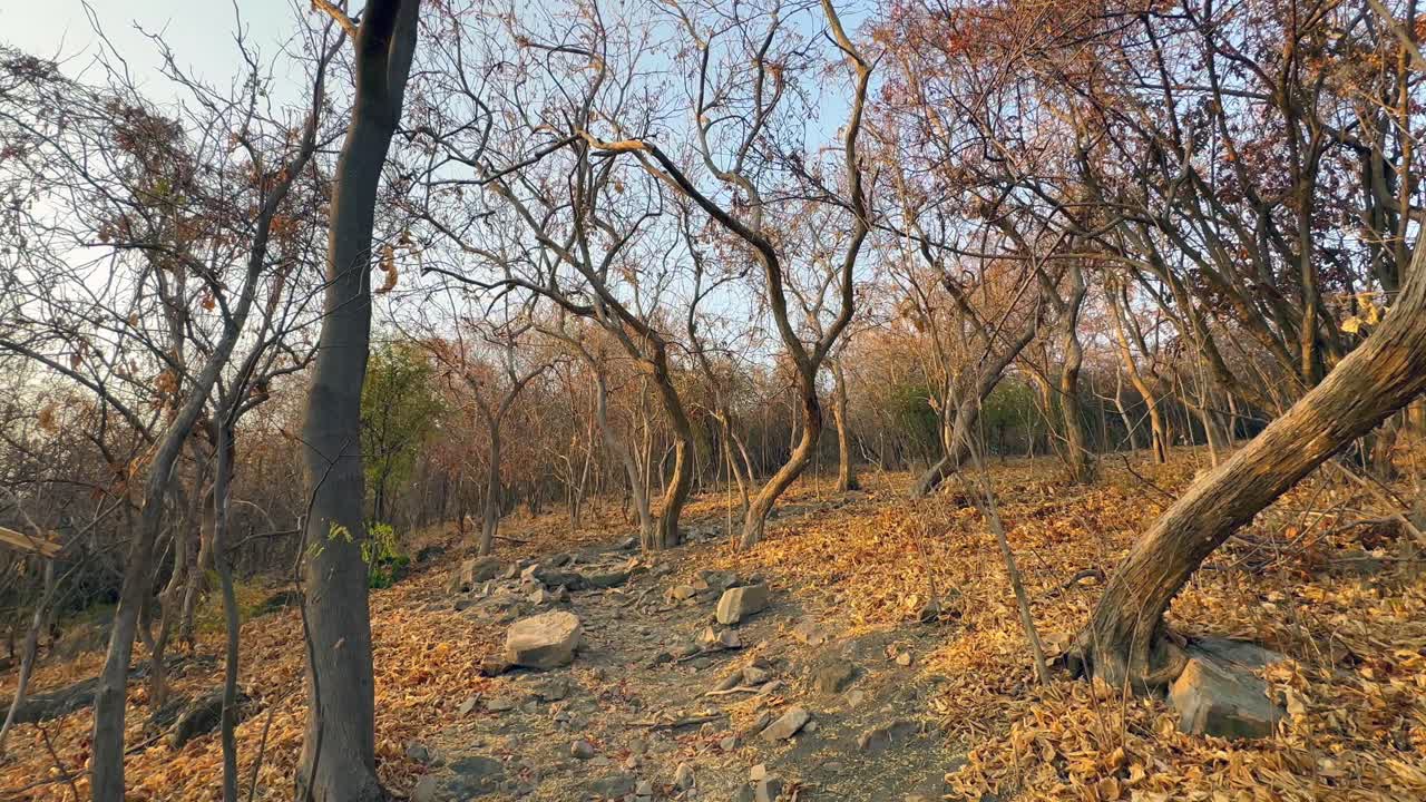 밤의 빛에 난코마 섬의 하이킹 트레일의 왼쪽 전망. 말라위 호수.