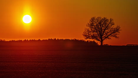 Orangefarbener,-Feuriger-Sonnenuntergang-Im-Zeitraffer-Mit-Baumsilhouette-Am-Horizont