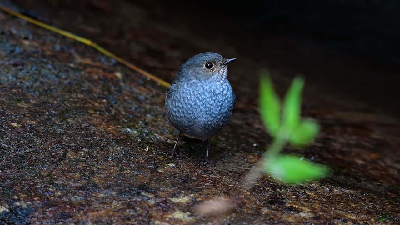이 암컷 plumbeous redstart는 수컷만큼 화려하지는 않지만 확실히 귀여운 새의 공처럼 푹신합니다.