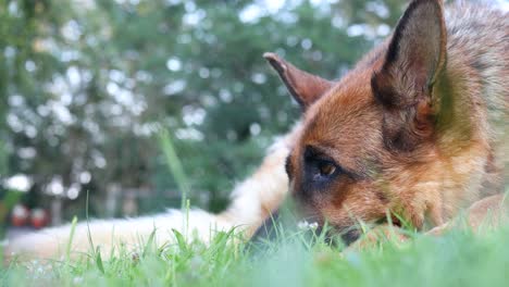 Cinematic-shot-of-a-German-Shepherd-laying-calmly-in-the-grass-looking-around