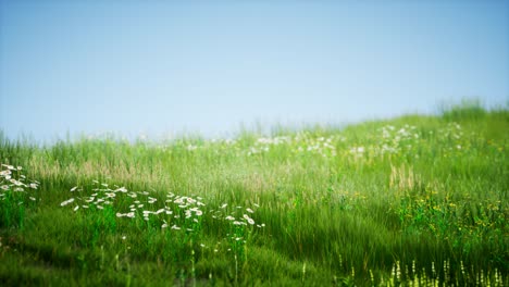 field of green fresh grass under blue sky