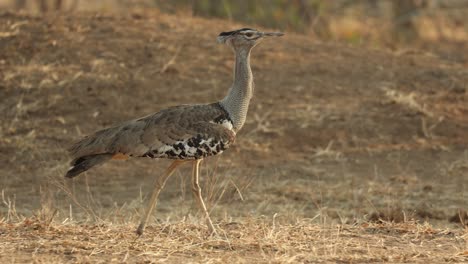 a kori bustard moving through the dry landscape of mapungupwe national park.