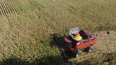 aerial revealing combine harvester collecting grain crops on a farm field