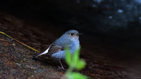 Dieser-Weibliche-Rotschwänzchen-Ist-Nicht-So-Farbenfroh-Wie-Das-Männchen,-Aber-Sicher-So-Flauschig-Wie-Ein-Knäuel-Eines-Niedlichen-Vogels