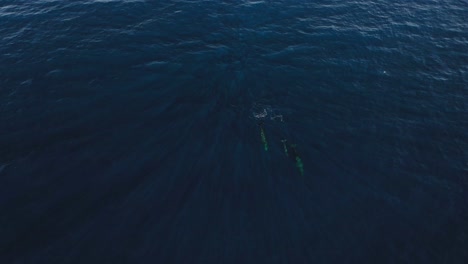 Three-whales-swimming-down-away-from-the-surface-together-in-a-group-in-Madeira