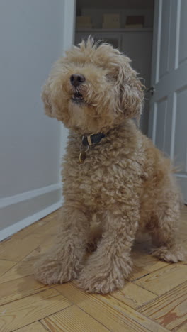 adorable perro caniche de juguete en el interior relajándose en vertical