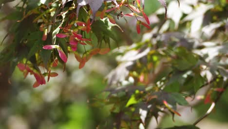 red and deep green japanese maple leaves and copter seeds blow in the wind