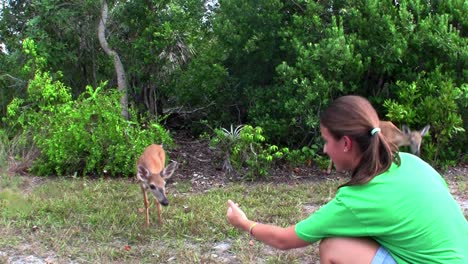 A-photographer-gets-fawns-to-approach-her