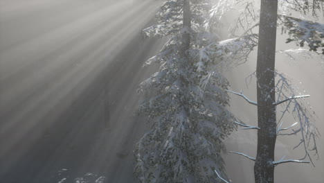 misty fog in pine forest on mountain slopes