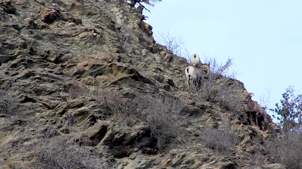 bighorn sheep crossing over ridgeline in search of food. Stationary