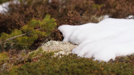 the latter will snow in the woods on the old road