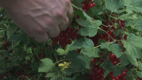 Man Fingers Collecting Red Currant Berry Harvest