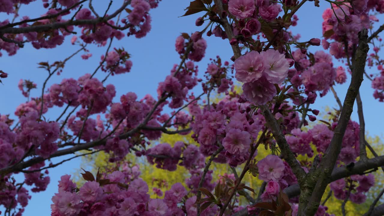 Blossoming Japanese cherry tree branches sway gently under a blue sky – natural handheld camera motion