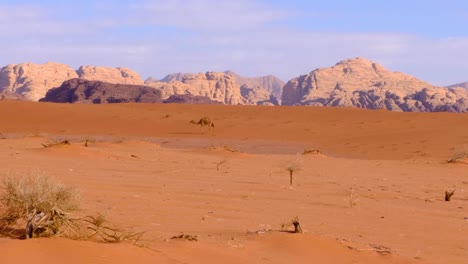 Solo-camel-walking-through-red-sandy-desert-and-mountainous-landscape-of-Wadi-Rum-in-Jordan