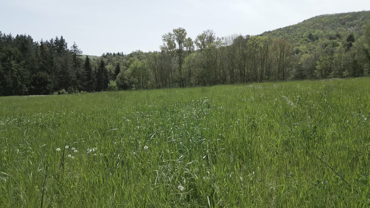 Verdant green grass swaying gently in sunlit field, bordered by dense trees and wooded hill, creating serene natural landscape with soft wind movement