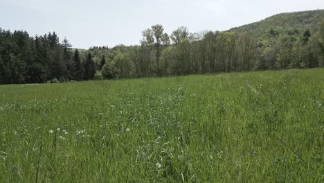 verdant green grass swaying gently in sunlit field, bordered by dense trees and wooded hill, creating serene natural landscape with soft wind movement