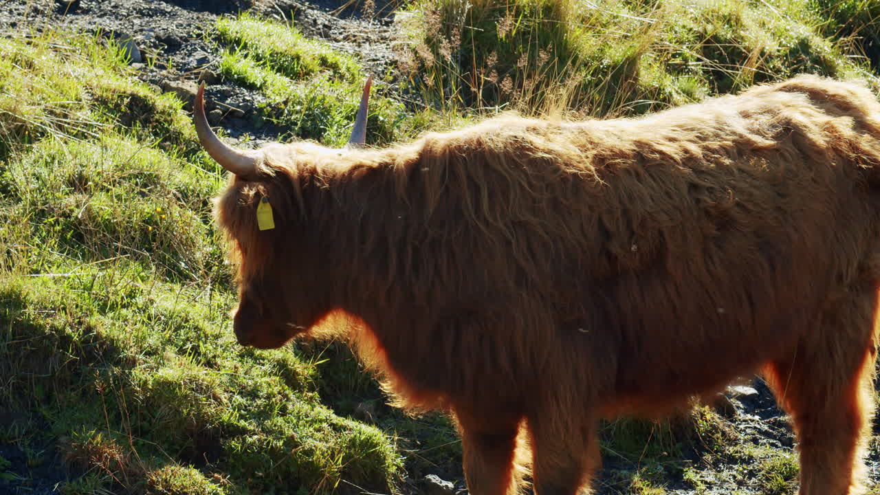 Una giovane mucca durante una bellissima alba.