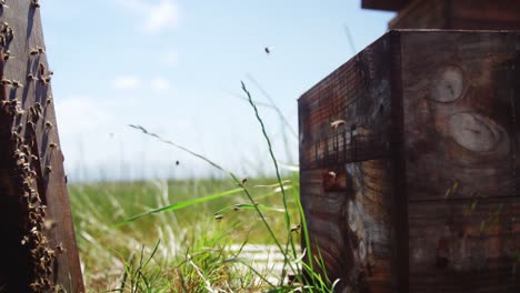 Close-up-of-honey-bee-boxes-covered-with-bees