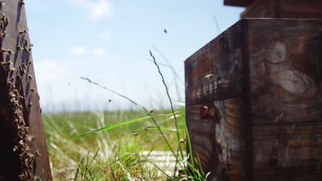 close-up of honey bee boxes covered with bees