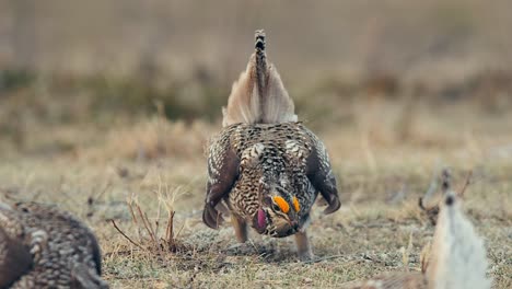 male sharp-tailed grouse faces off against unseen rival on prairie lek