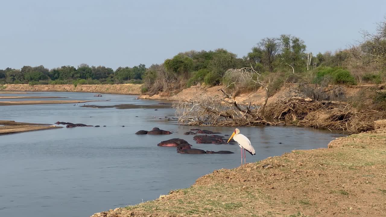 Gulnebbstork (Mycteria ibis) står på bredden av Luangwa-elven