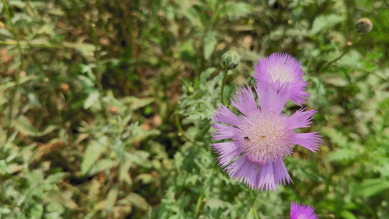 Close-up bunga Sweet Sultan lavender (Amberboa moschata) yang lembut bergoyang pelan ditiup angin, dengan cahaya alami yang lembut dan latar belakang hijau buram menonjolkan tekstur kelopak bunga yang halus dan keindahannya