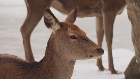 Group-Of-Deer-In-Wildlife,-Snowy-Forest-In-Quebec,-Canada---Close-Up