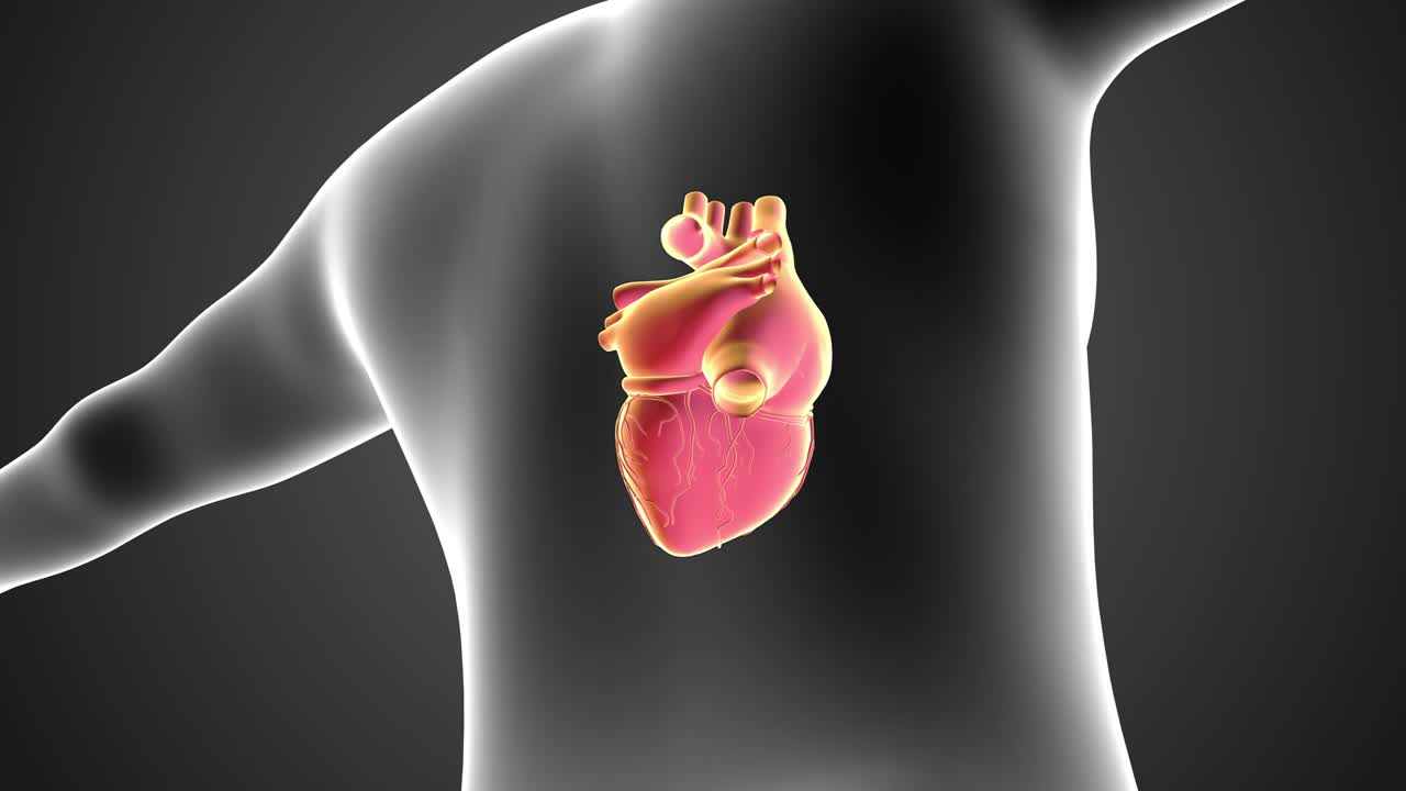 Animation Concept of Human Circulatory System Heart Loop