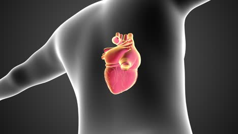 concepto de animación del circuito cardíaco del sistema circulatorio humano
