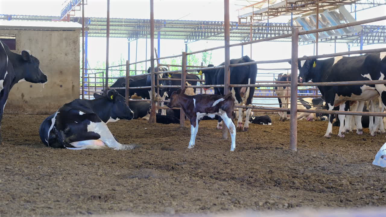 농장 에 있는 소 와 송아지