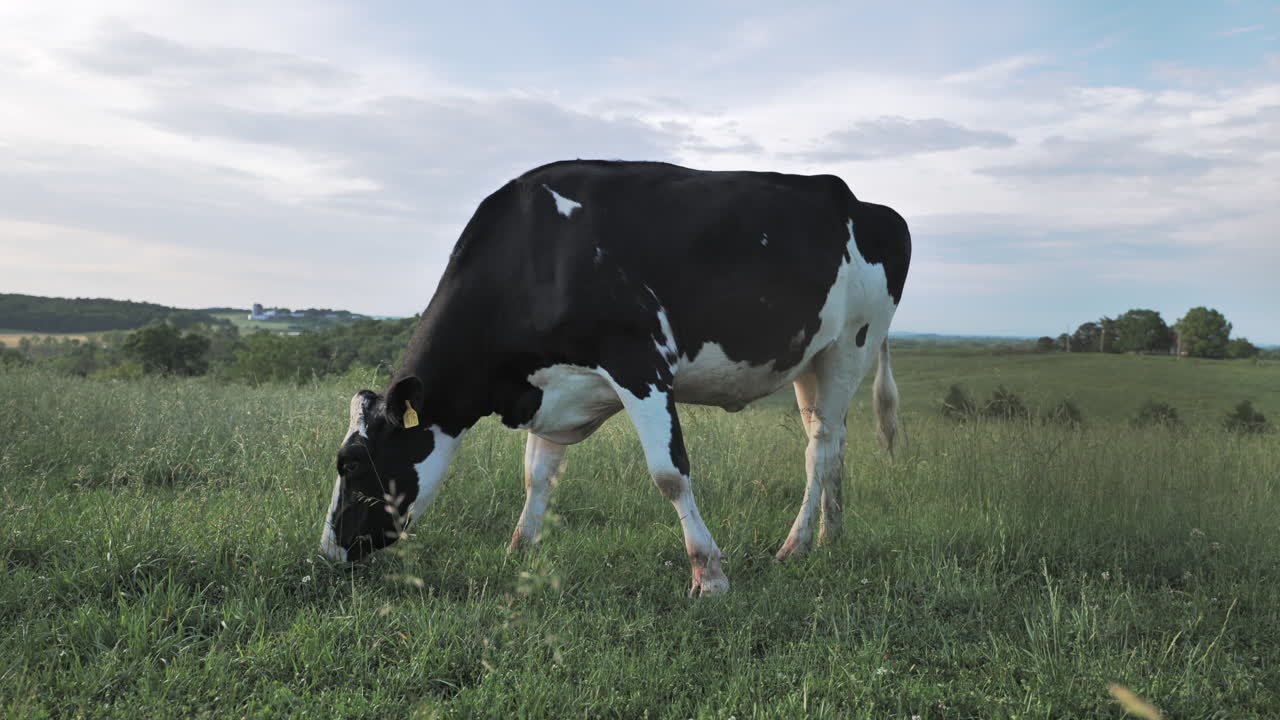 vista baja y lateral de una vaca lechera holstein pastando en un gran campo de hierba