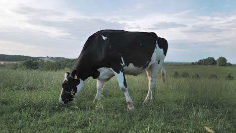 low, side view of holstein dairy cow grazing in large grassy field