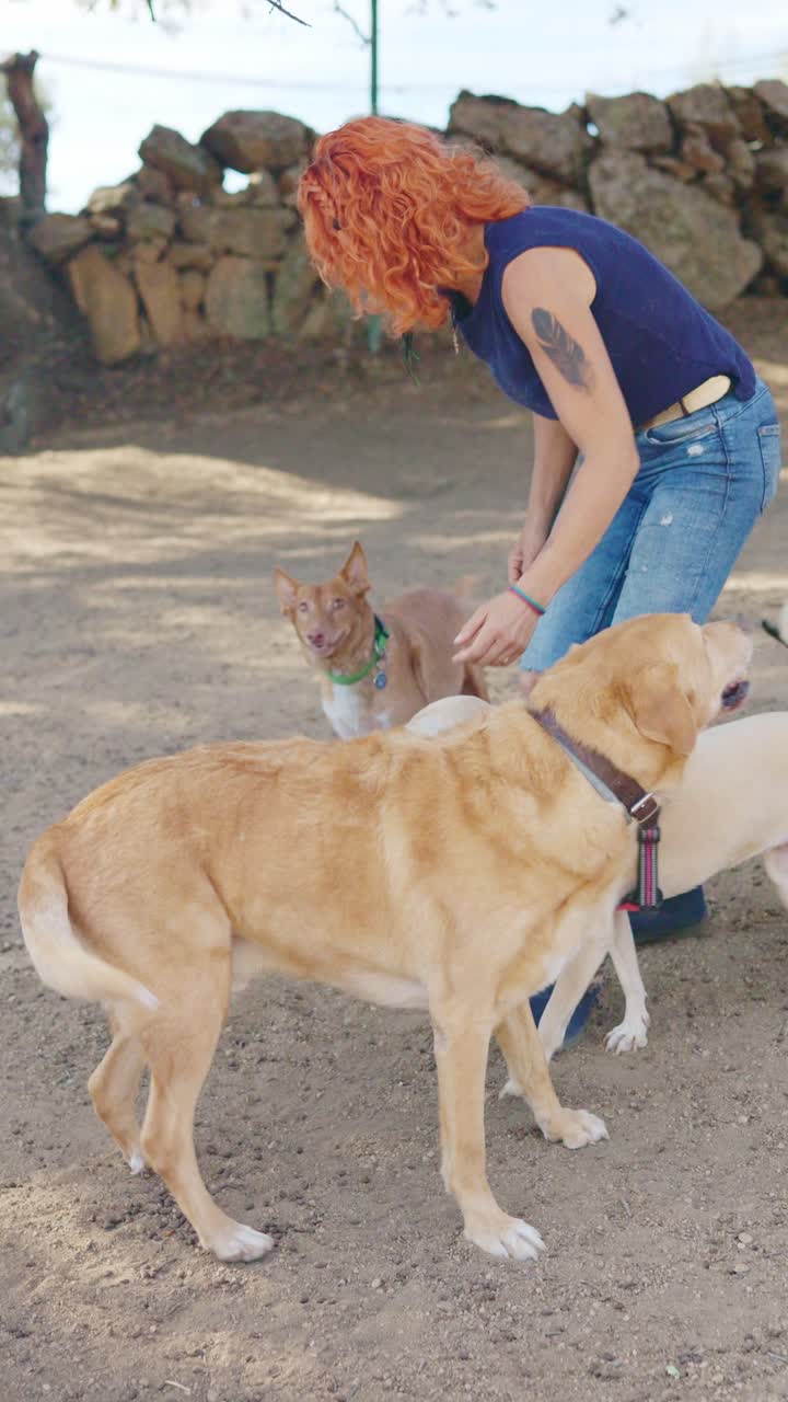Woman petting and interacting with multiple dogs outdoors