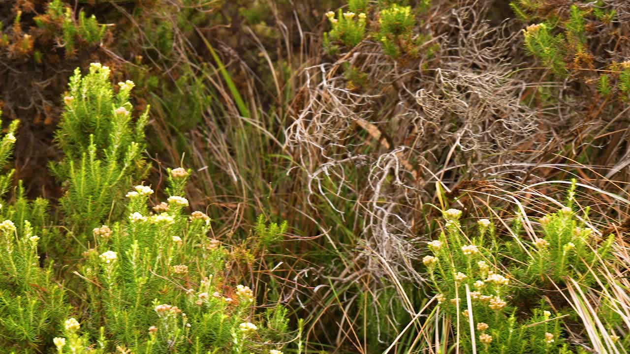 Close-up of shrubbery with flowers and grasses