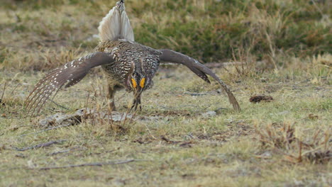 Colourful-male-Sharp-tailed-Grouse-dances-alone-for-mate-on-prairie