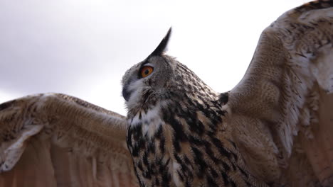 Soaring-eagle-owl-flapping-wings-against-cloudy-sky