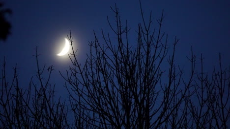 crescent moon in night sky seen with bare tree limbs in foreground