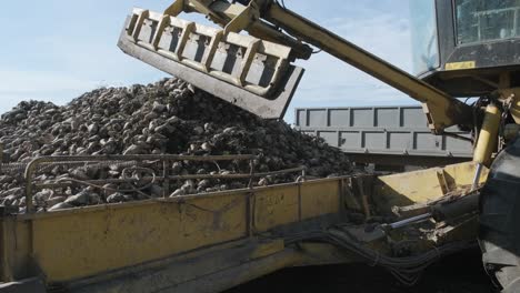montones de remolacha azucarera en el campo. máquina autopropulsada para limpiar y cargar remolacha azucarera desde la pinza en el borde del campo a un camión en la carretera. ropa