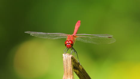 Scarlet-Dragonfly-(Crocothemis-erythraea)-is-a-species-of-dragonfly-in-the-family-Libellulidae.-Its-common-names-include-broad-scarlet,-common-scarlet-darter.