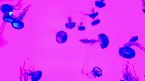 jellyfish-in-a-tank-with-color