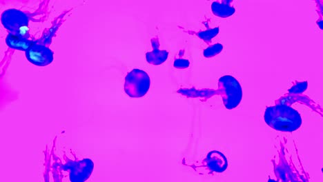 jellyfish in a tank with color