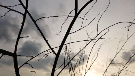 shot from top to bottom silhouette tree branches in the evening