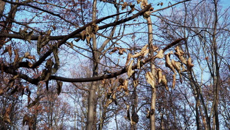 Hojas-Cayendo-Sobre-Un-árbol-En-Otoño