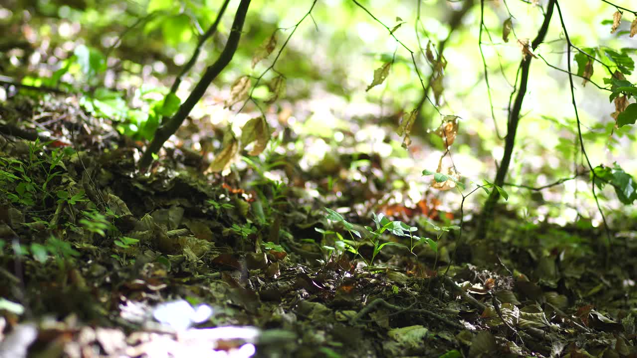 parte de musgo en el bosque