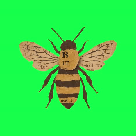 Collage bee animation, transparent 4K video, green screen