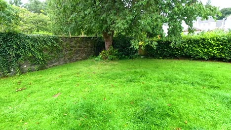 lush greenery and trees in peaceful nature setting