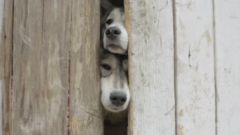 dog peeking through wooden door